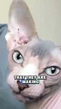 Cat Vocalizations: The Chatter