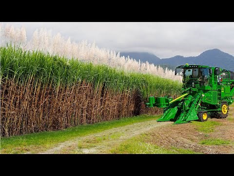 SugarCane Growing and Harvest - Sugar Mill Processing Line - Modern Machine Harvest