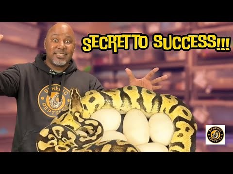 Ball Python Breeding Made Easy – Watch This Before You Start! 🐍🐍🐍