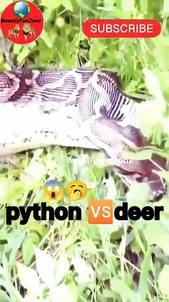 Python’s Deadly Hunt: Deer Swallowed Whole in the Jungle, Real Nature Attack#wildlife #treepython