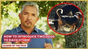 In this Cesar Millan: Leader of the Pack episode, I help Daniella and Mike introduce their two dogs to each other. Harry is aggressive and dominant while their other dog, Mia, is insecure. It is important to be aware of your energy and body language. As the Pack Leaders we must know how to use our tools to create the outcome we desire. Full Video: https://www.youtube.com/watch?v=knBBIdKtq_o | Cesar Millan