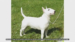 Top 10 Common Health Problems in Miniature Bull Terriers