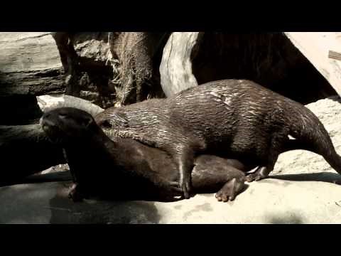 Mating.Oriental short-clawed otter.コツメカワウソの交尾。
