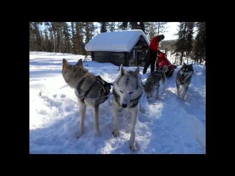 Snow dogs 2, official