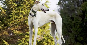 Greyhound Breed Guide