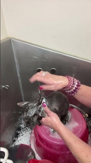 11/21/25 #1 The Lion Cut / Cat Groom / NT / SPA 1-3