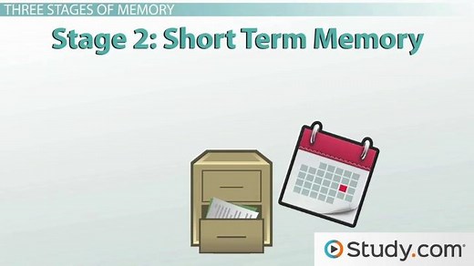 Information Processing Theory | Stages & Examples
