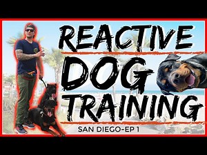 Rottweiler Attacks other dogs - Aggressive Dog Training with Americas Canine Educator