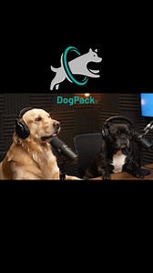 712K views · 16K reactions | Attachment issues  | DogPack | Facebook