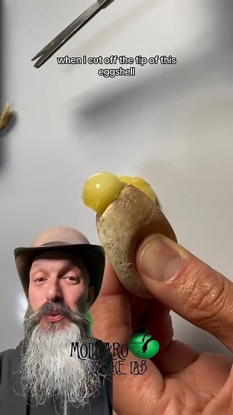 Only One Viable Egg? Ball Python Clutch Update