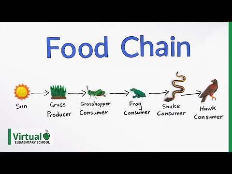 Grade 4 Science: How Do Food Chains Work
