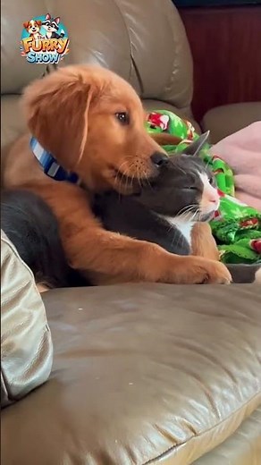 When Cat Meets Dog Pure Friendship ❤️🐾