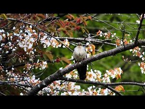 ツツドリ 鳴き声 Oriental Cuckoo