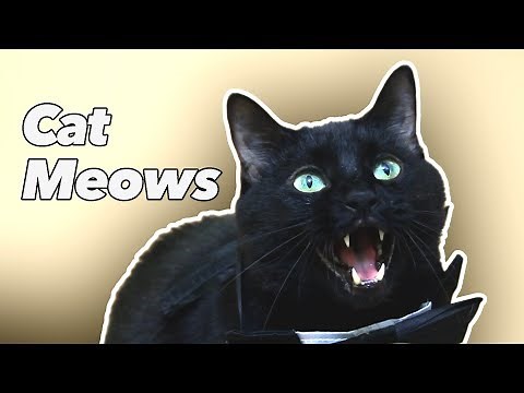 Cat Meows