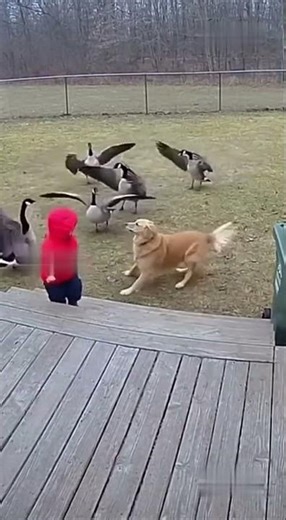 Hero dog protects child from geese 🤯#dog #hero #animals