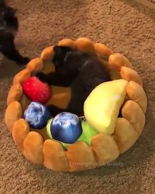 56K views · 2.3K reactions | Kitten Fruit Tart : Youngest Old Cat Lady | Purrtacular | Facebook