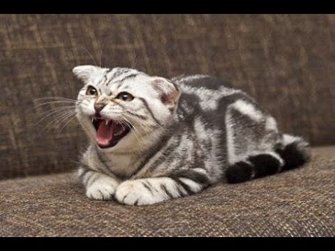 Cats Who Are Extremely Angry PART 2 (A Compilation)
