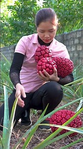 How to Harvest GIANT Exotic Surprising Harvest of Wild Red Pineapples 🌿🍍 #harvesting #fruit