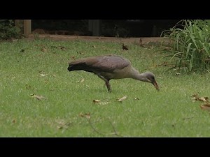 Wildebure Hadeda ibis