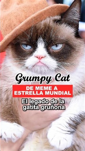 GRUMPY CAT: DE MEME A ESTRELLA MUNDIAL #grumpycat #historiasreales #gatos #animales #internet