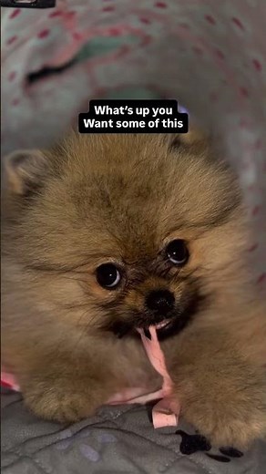 Cutest Micro Teacup Pomeranians in Miami 🐾 Tiny, Fluffy & Available Across the U.S