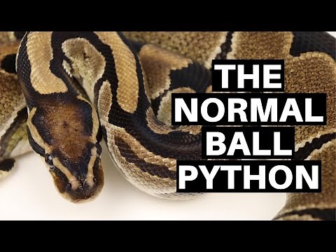 Morph Guide #12: The Normal Ball Python - Benjamin's Exotics