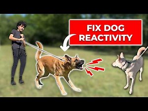How to Fix REACTIVITY Towards Dogs (Stop Barking and Lunging)