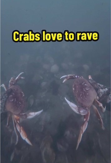 Crabs Love to Dance: Watch the Crab Rave