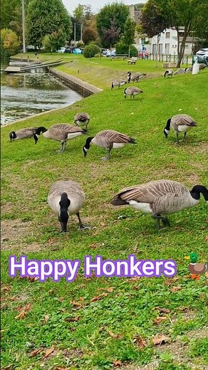 Flock of Canada Geese Grazing on the Riverbank | Wildlife Close-Up