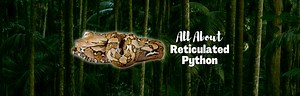 Meet the Reticulated Python: World's Longest Snake