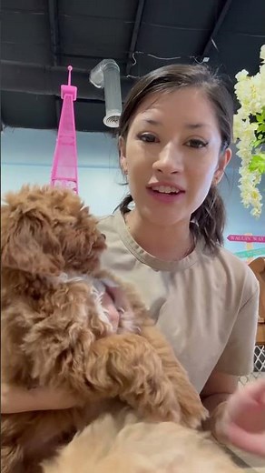 Cavapoo Puppies For Sale Lawrenceville