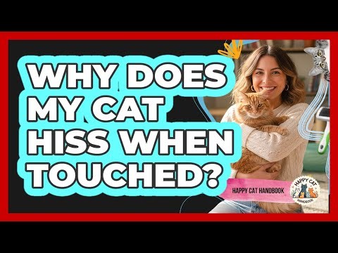 Why Does My Cat Hiss When Touched?