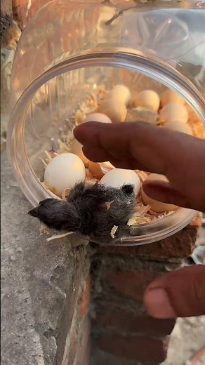 First chick hatched in sunlight successfully ‪@MianInventions‬