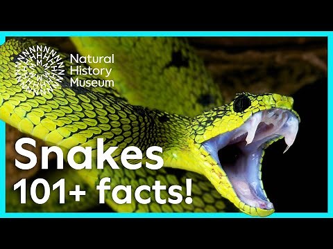 Sensational snakes: 100+ facts you need to know!