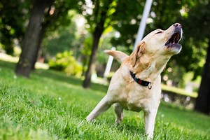 Male vs. Female Labrador Retriever: 5 Key Differences