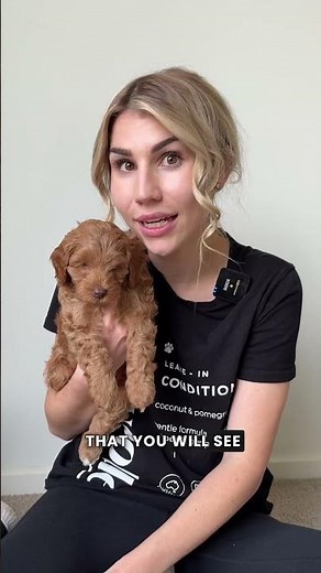 🐾 CAVOODLE SIZING 101 — What You Need to Know! 🐾