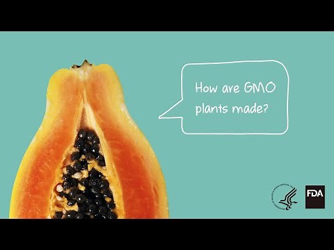 Agricultural Biotechnology: How Are GMO Plants Made?