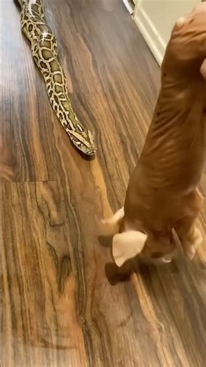 Rocky My GIANT Python Having Piggy Dinner! 🐷🐍 #reptile #snake #burmesepython