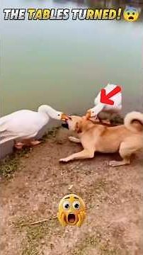 Geese Take Revenge on the Dog! 🦢🐶💥