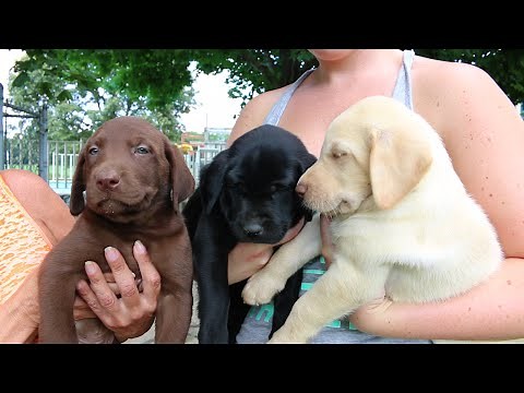 Adorable Labrador Retriever Puppies