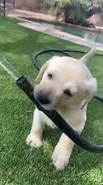 The Cutest Labrador Puppies Ever! (Pt. 1)