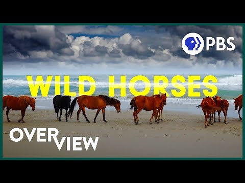 Wild Horses: America's Most Beloved Invasive Species?