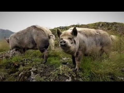 Awesome FREE TO ROAM PIGS 🐖 Squealing Piggie 🐖 Grunting Noises 🐖 Scratching Boulder Sounds 🐖 Oinking