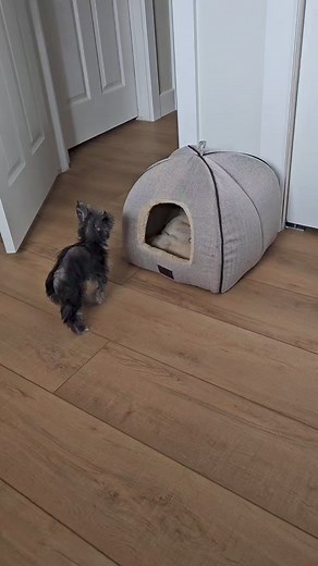 202K views · 6.5K reactions | A day in the life of a neglected dog... | Girl With The Dogs | Facebook