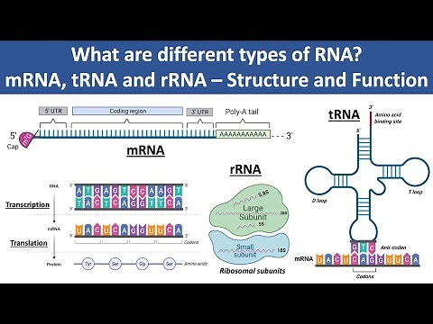 mRNA, tRNA and rRNA | Structure and Function | What are different types of RNA? | Biochemistry