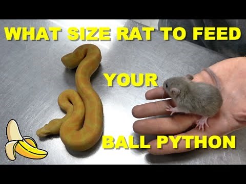 Feeding Ball Python, What Size Rat Do I Feed My Baby Ball Python?