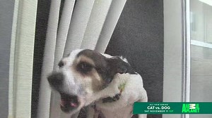 Animal Planet on Reels | Facebook