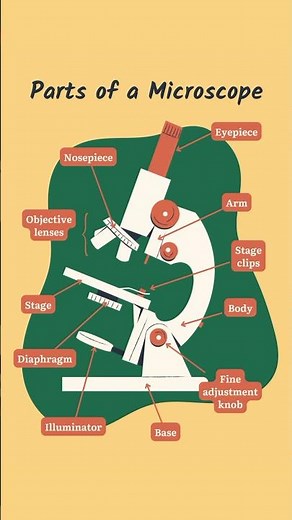 Compound microscope parts and functions | Parts of a microscope#science#sciencefacts#microscope