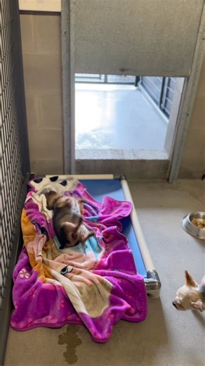 102K views · 5.8K reactions | Last night, 69 new dogs took their...