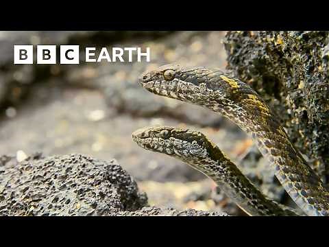 Greatest Fights In The Animal Kingdom: Part 3 | BBC Earth